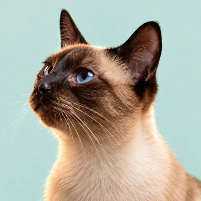 Gato siamês