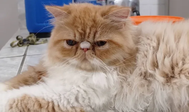 Gato persa atendido na Agapeama
