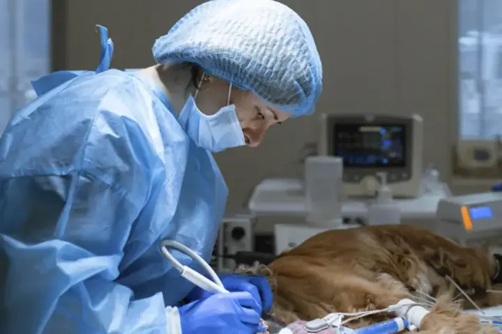 Veterinária em procedimento cirúrgico em um cão