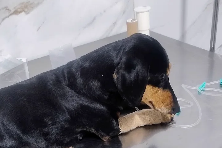 Cão atendido na mesa de exame da Agapeama
