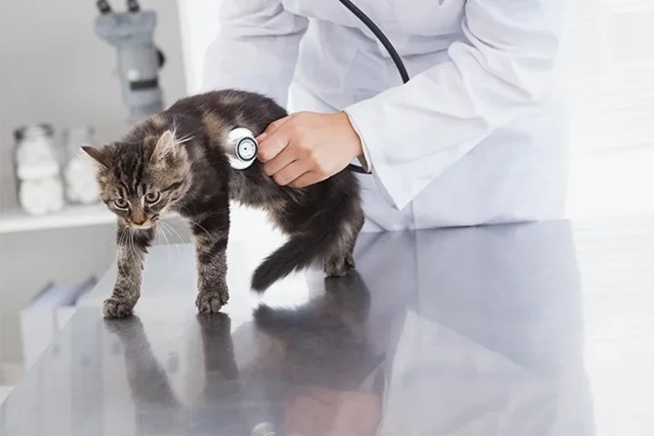 Exame veterinário em um cão