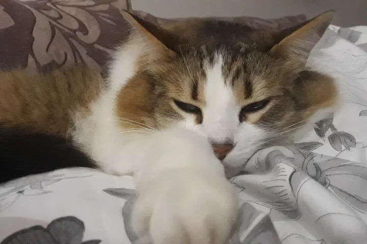 Gato descansando durante a recuperação na Agapeama